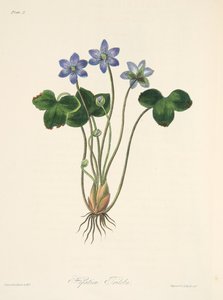 Gewone Blauwe Hepatica, uit Bloemillustraties van de Seizoenen, uitgegeven 1829 door Margaret Roscoe