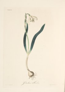 Gewone Sneeuwklokje, uit Bloemillustraties van de Seizoenen, uitgegeven 1829 door Margaret Roscoe