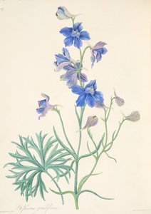 Grootbloemige Ridderspoor, uit Bloemillustraties van de Seizoenen, uitgegeven 1829