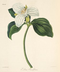 Grootbloemige Trillium, uit Bloemillustraties van de Seizoenen, uitgegeven 1829