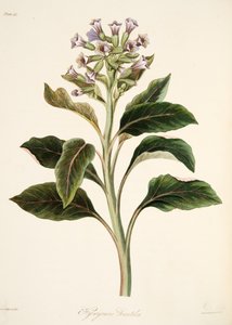 Oosterse Hyoscyamus, uit Bloemillustraties van de Seizoenen, uitgegeven 1829 door Margaret Roscoe