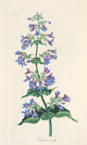 Ovaatbladige Penstemon, uit Bloemillustraties van de Seizoenen, uitgegeven 1829 door Margaret Roscoe