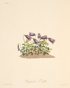 Rode Klokbloem, uit Bloemillustraties van de Seizoenen, uitgegeven 1829