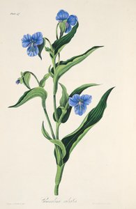 Hemelsblauwe Commelina, uit Bloemillustraties van de Seizoenen, uitgegeven 1829 door Margaret Roscoe