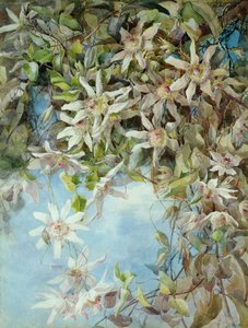 Studie van passiebloem door Margaret Waterfield