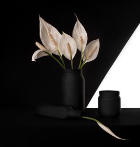 Elegante vredeslelie in contrasterende kleuren door Margareth Perfoncio