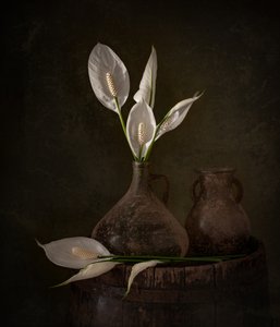 Moody-vredeslelies