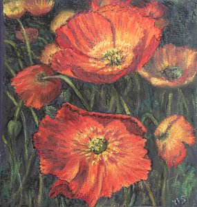 Eerste klaprozen door Margo Starkey