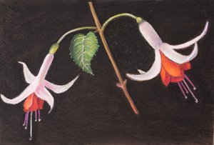 Fuchsia