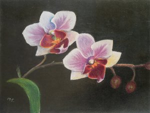 Orchidee in mijn slaapkamer door Margo Starkey
