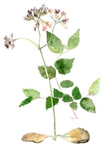 Bloemen, 2018