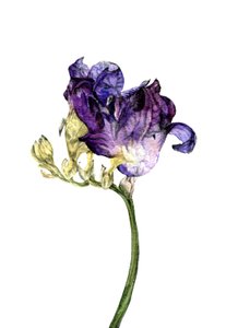 Freesia bloem, 2018 door Maria Basea