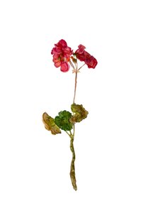 Geranium, 2018
