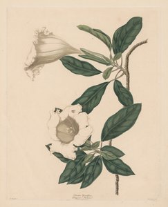 Kelkplant, 1790 door Maria Catharina Prestel