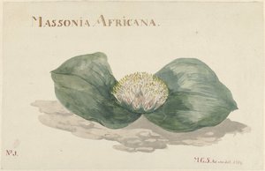 Bloem Massonia Africana door Maria Geertruida Barbiers Snabilié