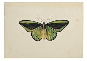 Vlinder, gewone groene vogelvleugel (Ornithoptera priamus) door Maria Margaretha van Os