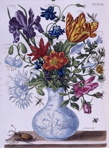 Kever en verschillende bloemen - tek. door Maria Sibylla Merian, n.d., ca. eind 18e eeuw door Maria Sibylla Merian