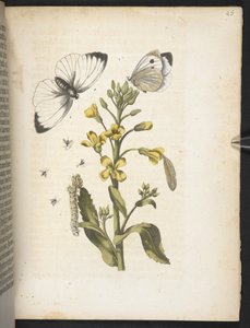 Der Raupen wunderbare Verwandlung und sonderbare Blumen-Nahrung