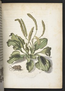 Der Raupen wunderbare Verwandlung und sonderbare Blumen-Nahrung door Maria Sibylla Merian