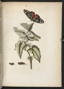 Der Raupen wunderbare Verwandlung und sonderbare Blumen-Nahrung door Maria Sibylla Merian