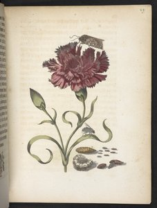 Der Raupen wunderbare Verwandlung und sonderbare Blumen-Nahrung door Maria Sibylla Merian