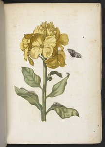 Der Raupen wunderbare Verwandlung und sonderbare Blumen-Nahrung