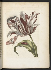Der Raupen wunderbare Verwandlung und sonderbare Blumen-Nahrung
