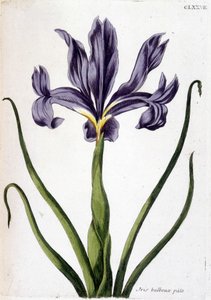 Onbekend beeld door Maria Sibylla Merian