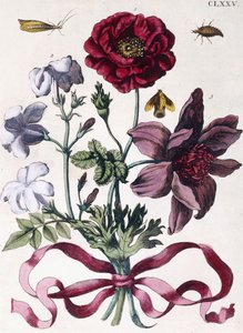Verschillende Europese Insecten en Bloemen door Maria Sibylla Merian