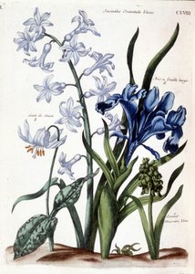 Witte oosterse hyacint, grote bladiris, hondstand, grote blauwe muscari - in “Histoire générale des insectes de Surinam et de toute l