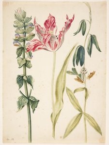 3 bloemen, in het midden een tulp