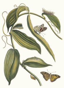 Banille. Uit het boek Metamorphosis insectorum Surinamensium, 1705 door Maria Sibylla Merian