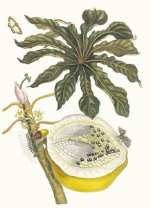 Carica papaya. Uit het boek Metamorphosis insectorum Surinamensium, 1705 door Maria Sibylla Merian