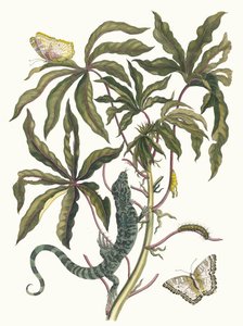Cassave. Uit het boek Metamorphosis insectorum Surinamensium door Maria Sibylla Merian