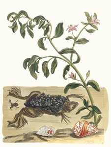 Waterkers. Uit het boek Metamorphosis insectorum Surinamensium, 1705