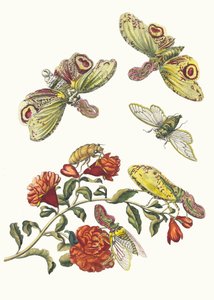 Grenadier. Uit het boek Metamorphosis insectorum Surinamensium, 1705