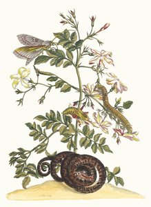 Jasminum grandiflorum. Uit het Boek Metamorphosis insectorum Surinamensium, 1705 door Maria Sibylla Merian