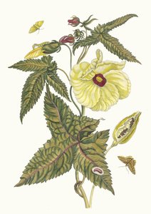 Muscus-Bloem. Uit het boek Metamorphosis insectorum Surinamensium, 1705