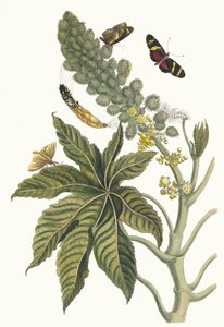 Palma Christi. Uit het boek Metamorphosis insectorum Surinamensium, 1705 door Maria Sibylla Merian