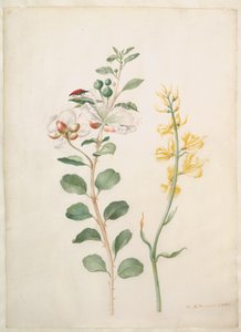 door Maria Sibylla Merian