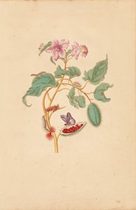 De rozenboom met rupsen, motten en vlinders door Maria Sibylla Merian