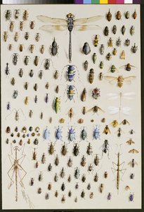 Honderdvijftig insecten, gedomineerd door een grote libel bovenaan