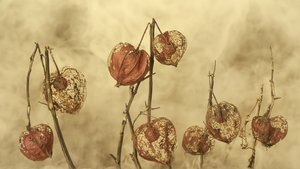 Gedroogde herfstlantaarns