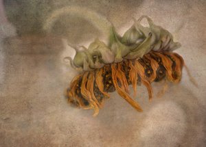 De schoonheid van een verwelkte zonnebloem door Marie-anne Stas