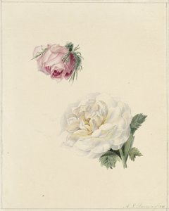 Studies van een roze en een witte roos door Marie Louise Praetorius