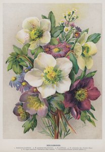 Helleborussen