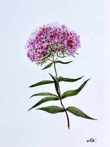Levendige botanische bloei