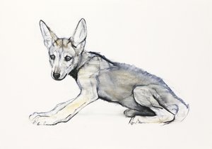 Adolescent Arabische wolfspup, 2009 door Mark Adlington