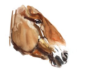 Oud hoofd (Przewalski)