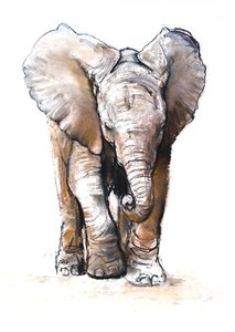 Concentratie (baby olifant), 2018 door Mark Adlington